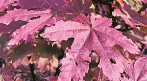 Acer circinatum
